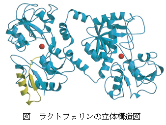図 ラクトフェリンの立体構造