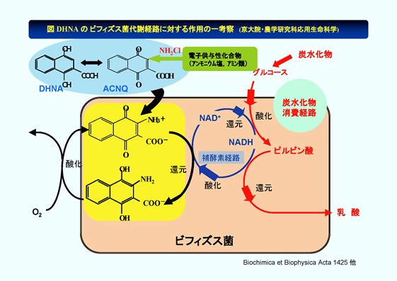 図DHNAのビフィズス菌代謝経路に対する作用の一考察(京大院・農学研究科応用生命科学)