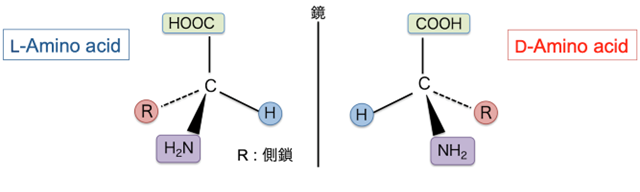 図 アミノ酸の鏡像異性体（L-アミノ酸とD-アミノ酸）